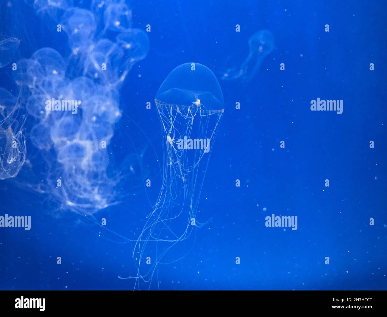 Jellyfish dancing in water with dark blue background Stock Photo - Alamy