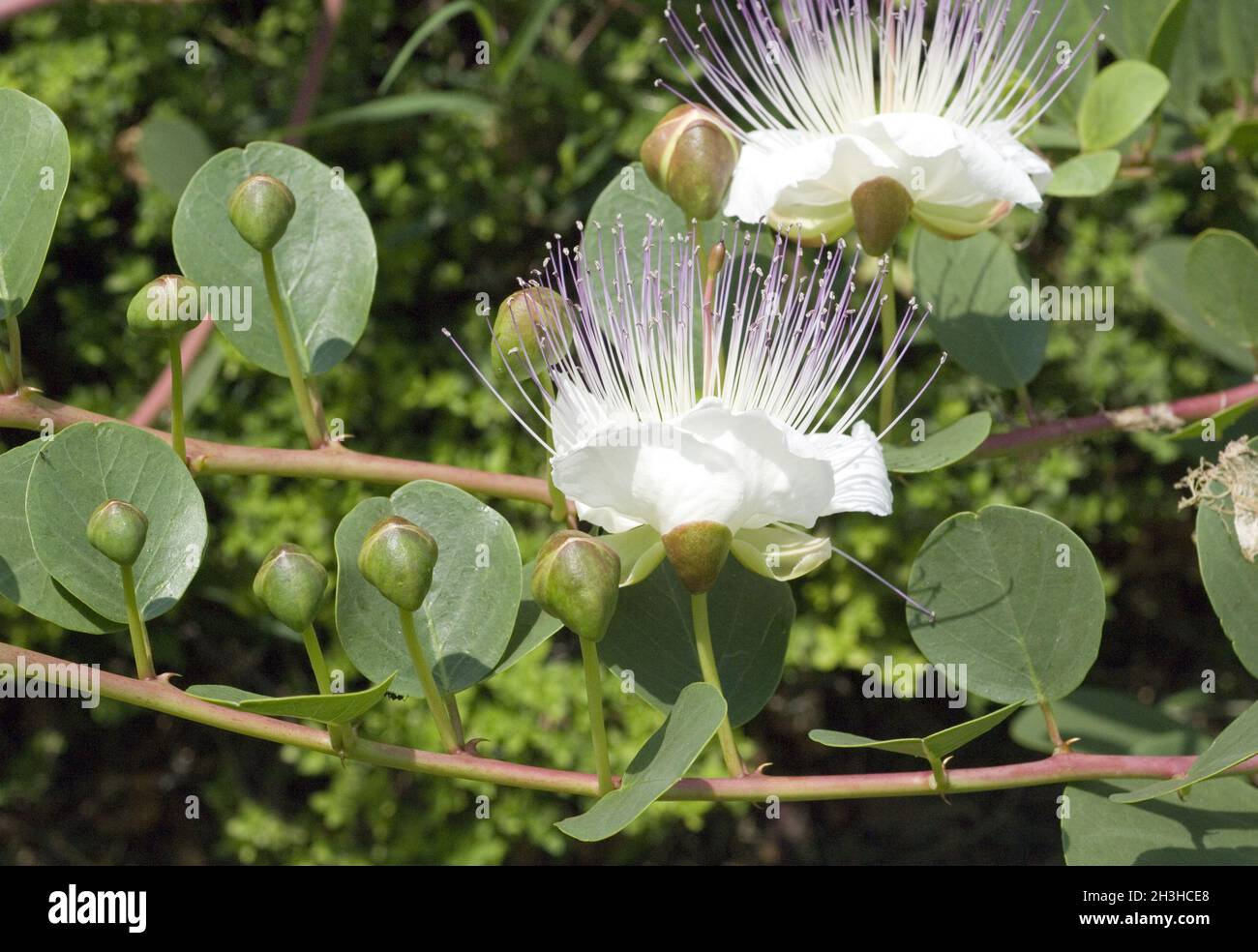 Caper and aromatic herbs hires stock photography and images Alamy
