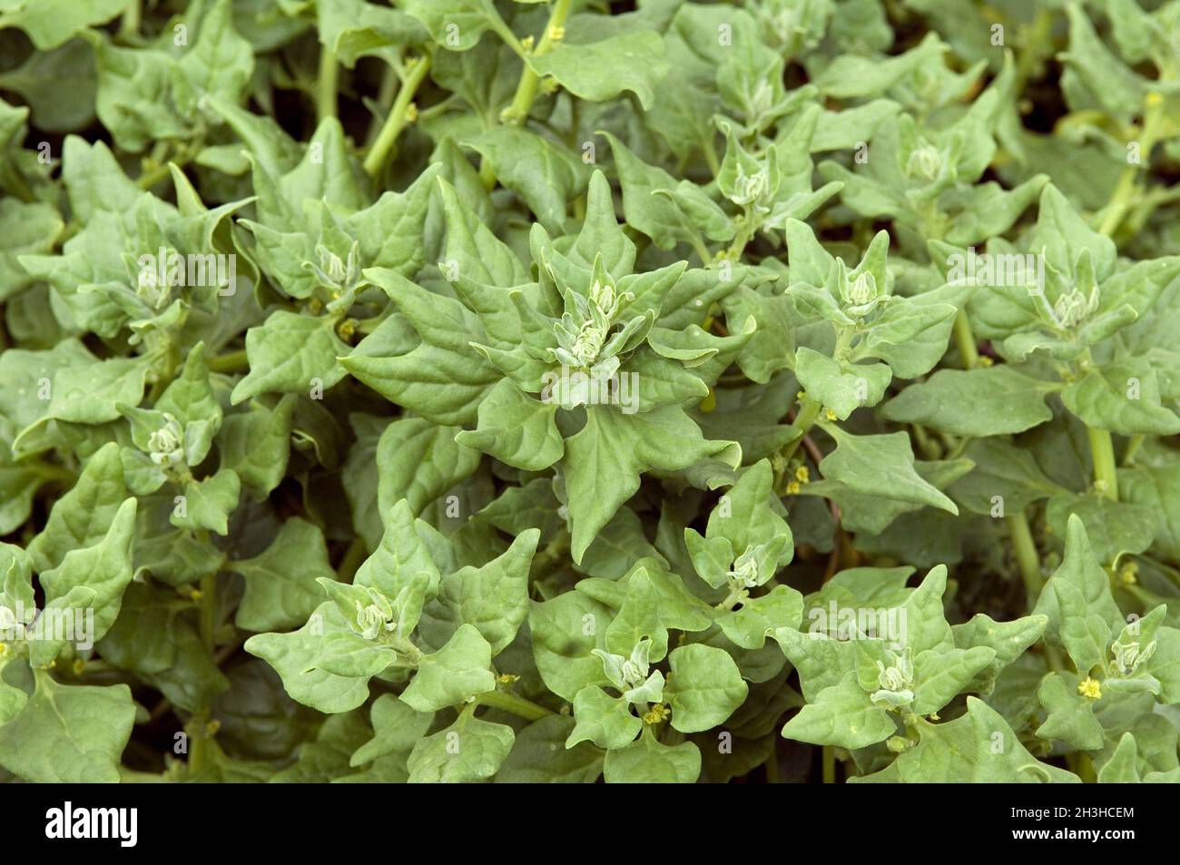 New Zealand spinach; Tetragonia Stock Photo