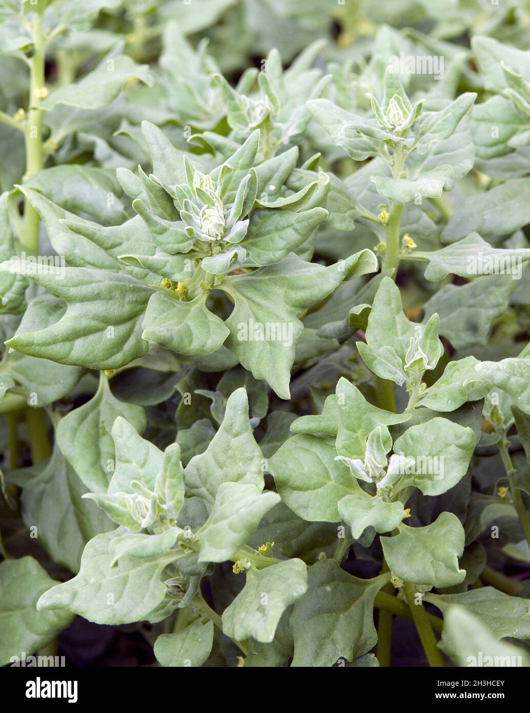 New Zealand spinach Stock Photo Alamy