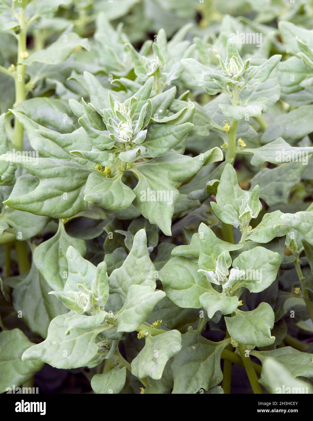 New Zealand spinach Stock Photo