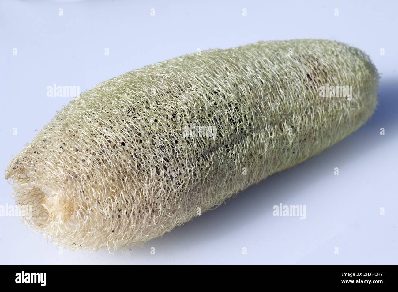 Sponge cake; loofah; Stock Photo