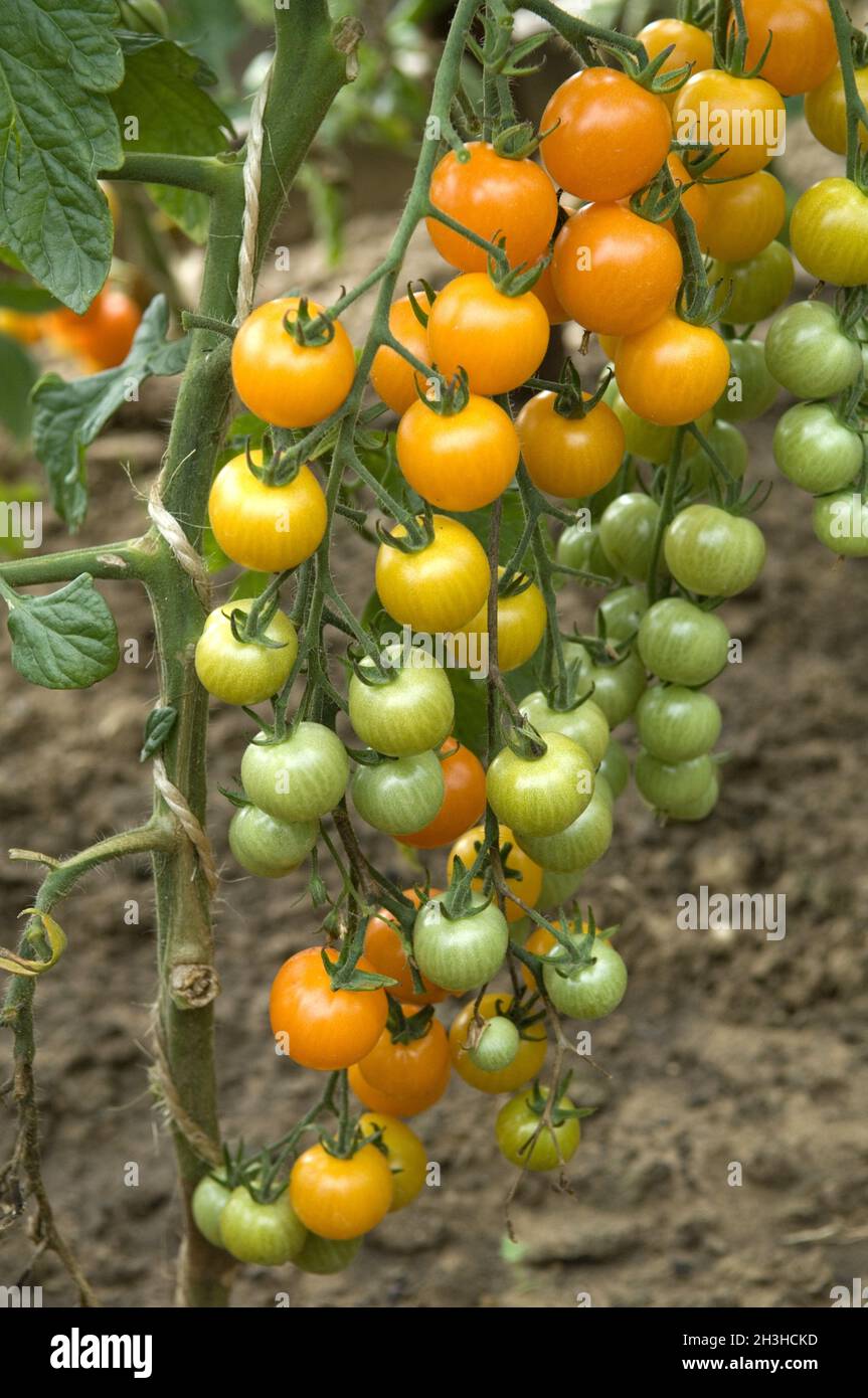 Wildtomate Dolce Vita Stock Photo