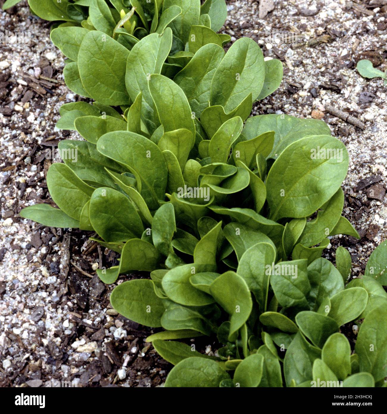 Spinat spinacia oleracea hi-res stock photography and images - Alamy