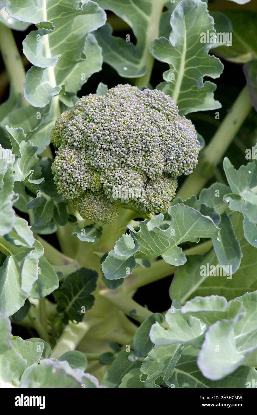 Broccoli, Stock Photo