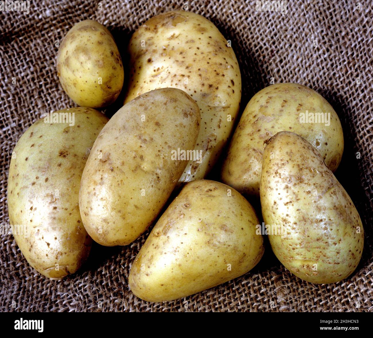 Potato, Solanum tuberosum Stock Photo