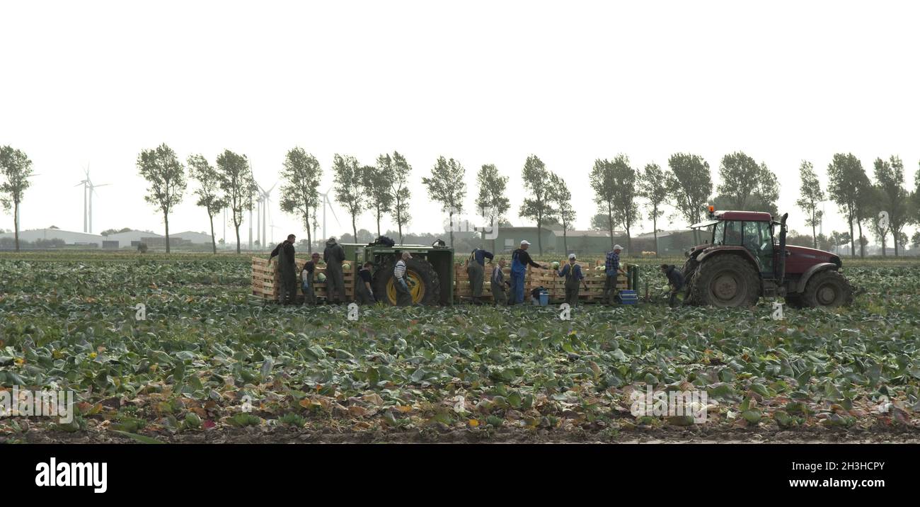 Cabbage crop, Cabbage, Brassica, oleracea, Stock Photo