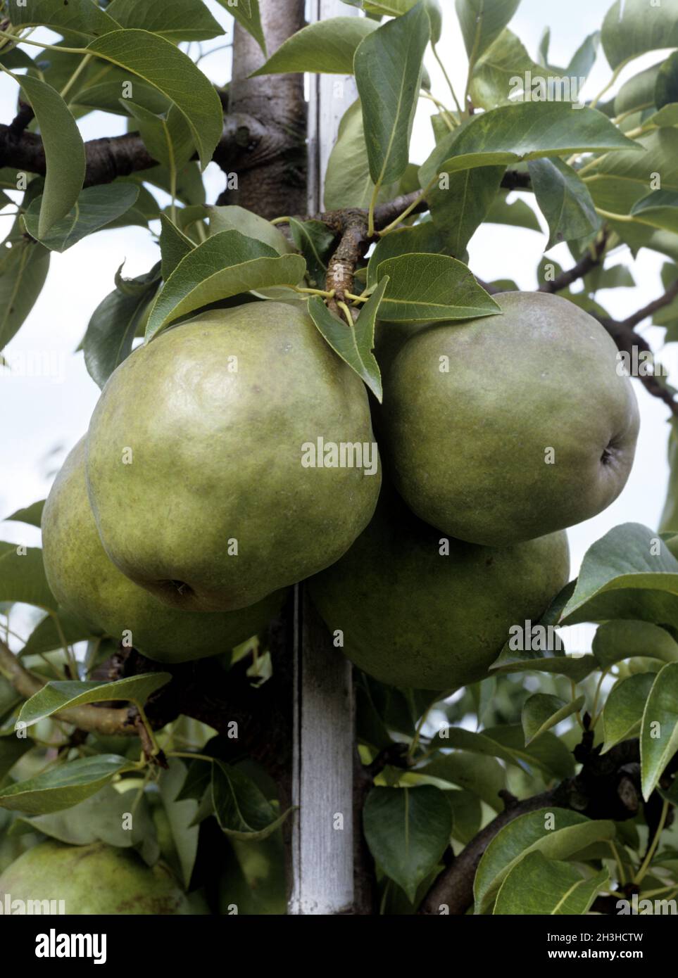 Sampanka pear; Stock Photo
