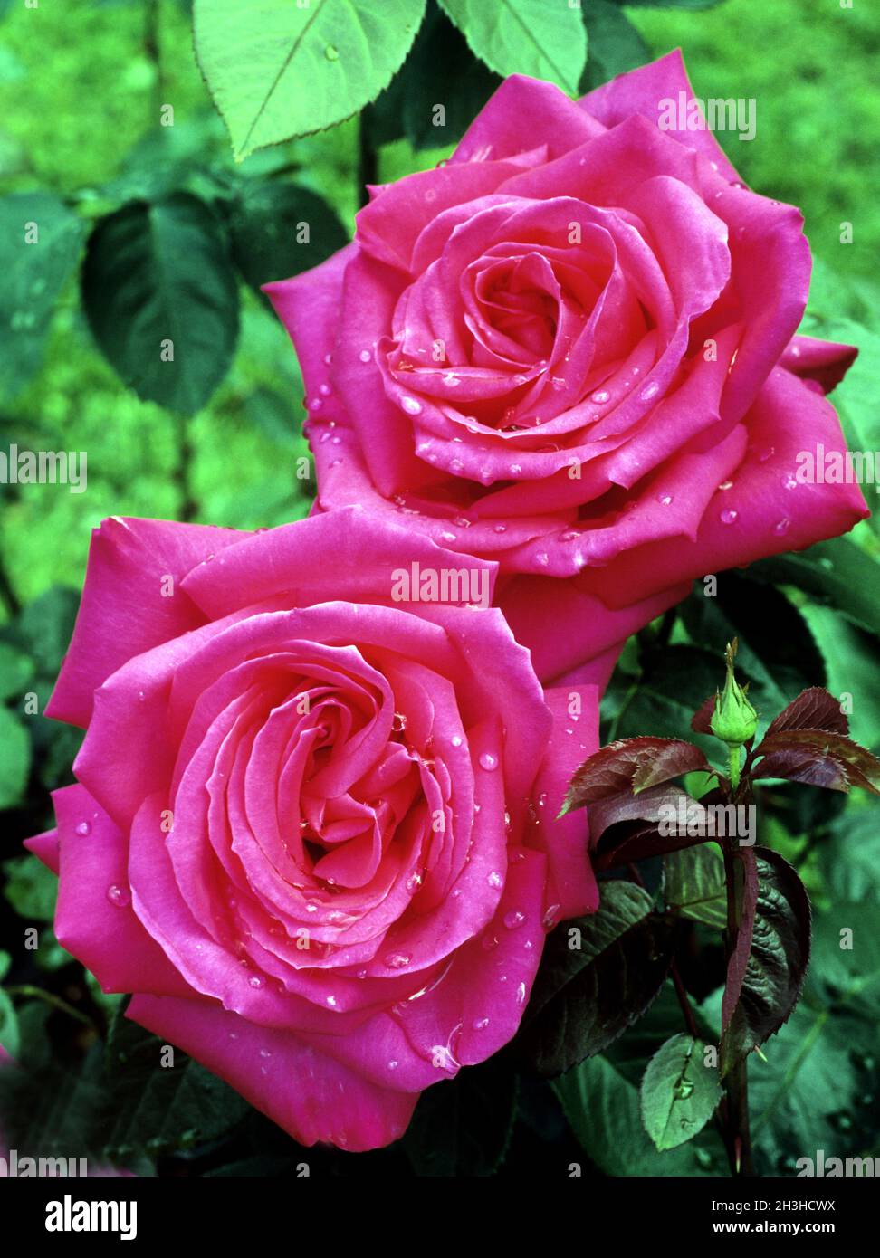 Edelrose; Maria Callas Stock Photo - Alamy