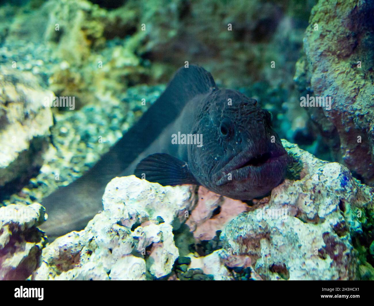 Bering wolffish hi-res stock photography and images - Alamy