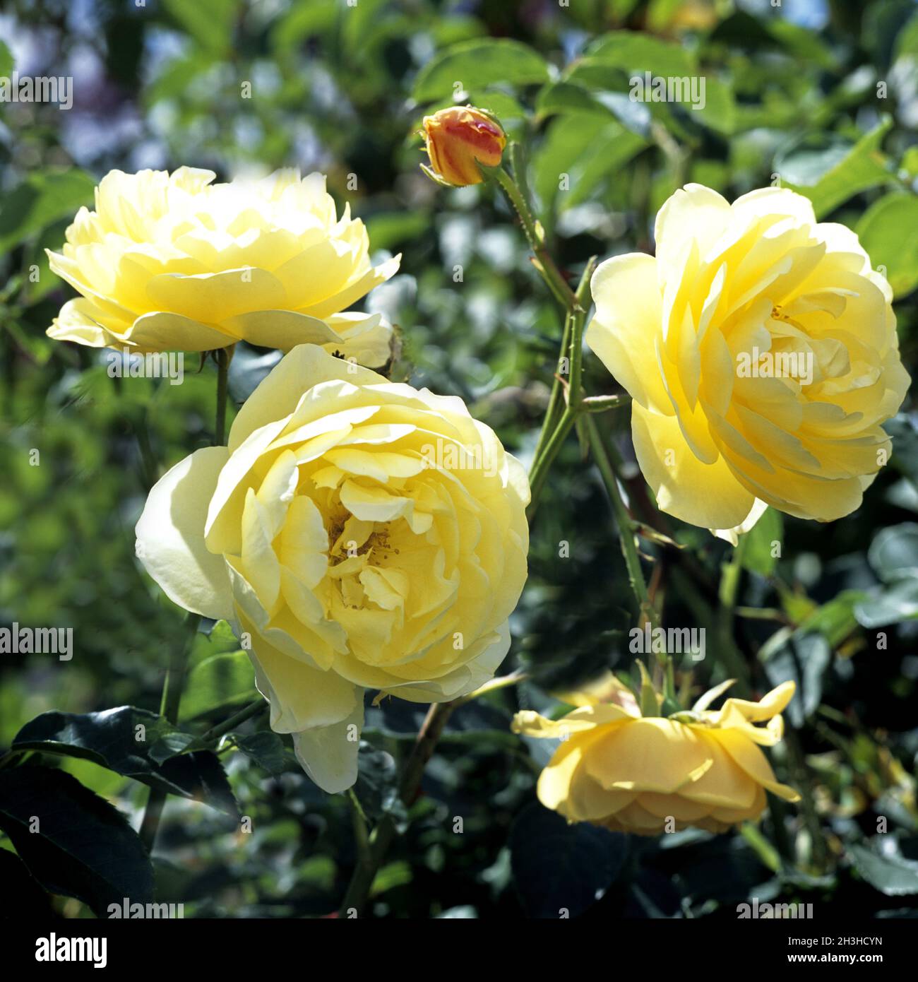 English Rose, Graham Thomas Stock Photo Alamy