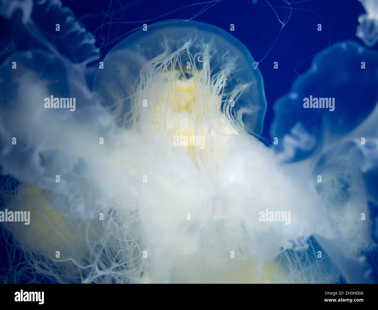 Jellyfish dancing in water with dark blue background Stock Photo - Alamy