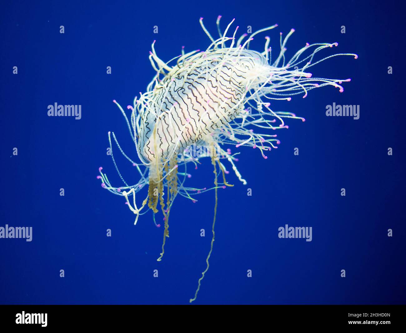 Jellyfish dancing in water with dark blue background Stock Photo - Alamy