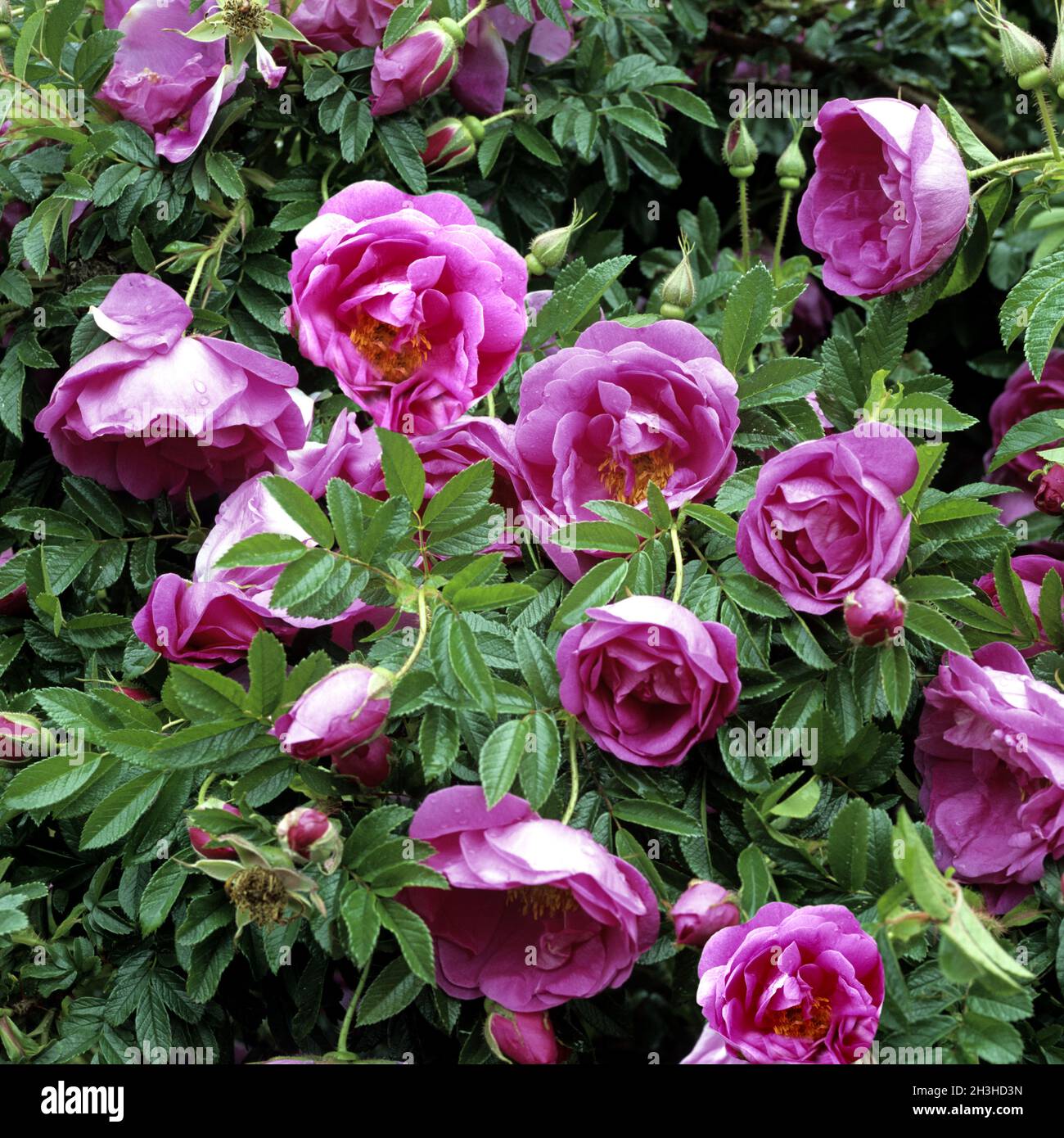 Apple rose, shrub rose, Rosa pomifera Stock Photo Alamy