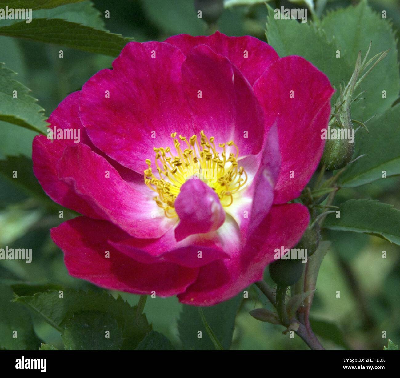 Single flowering shrub rose; Park fire Stock Photo - Alamy