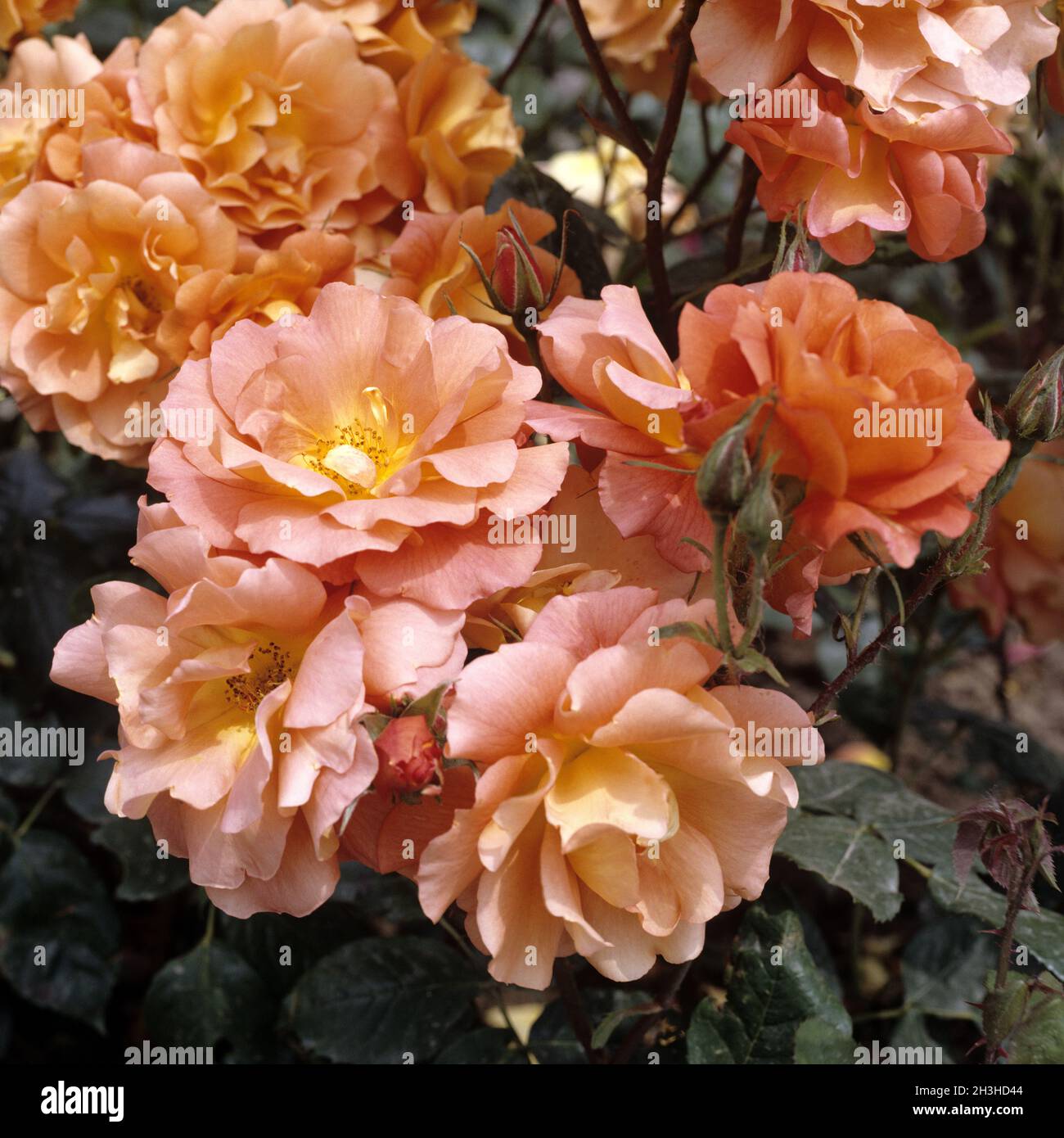 Bedding rose; Baden Gold Stock Photo - Alamy