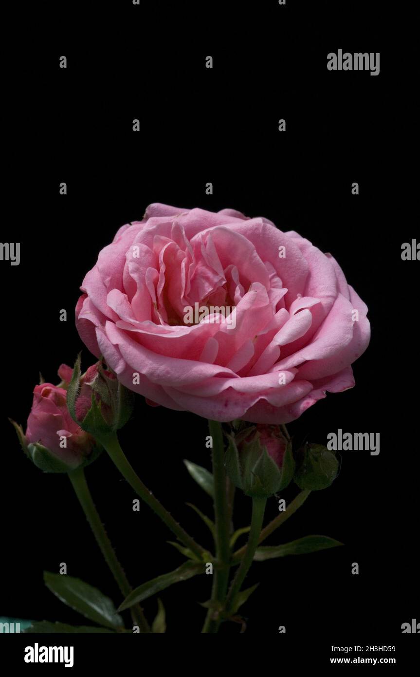 Beetrose; Beautiful Rose Stock Photo