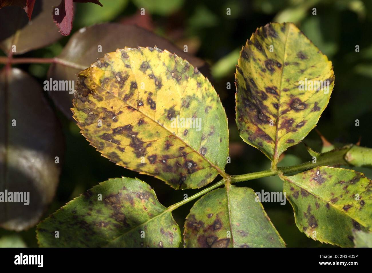 Ring spot disease Stock Photo Alamy
