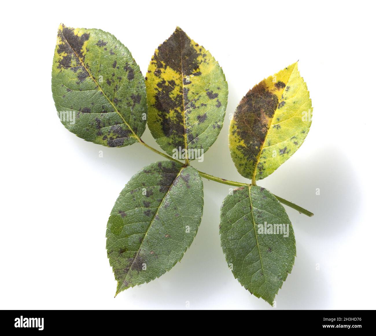 Sternrus dew; diplocarpon, rosae, black spot disease, rose diseases ...