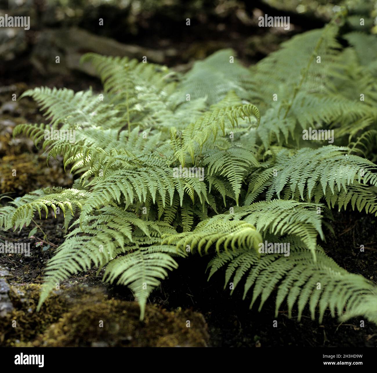 Thistle fern, Athyrium distentifolium Stock Photo