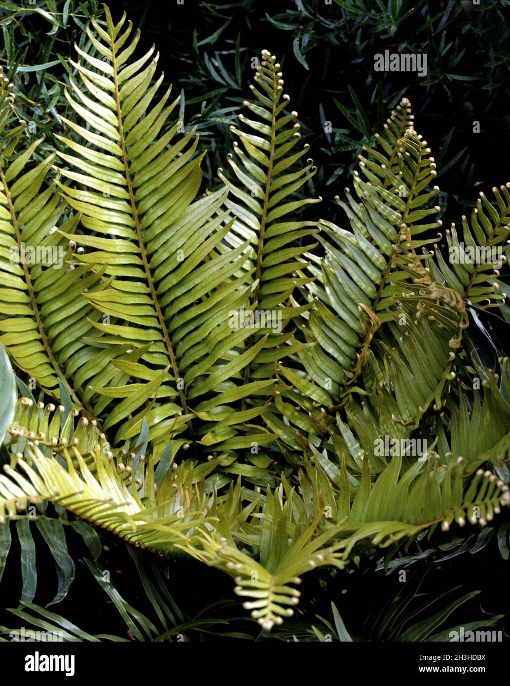 Ribbed fern, Blechnum capense Stock Photo