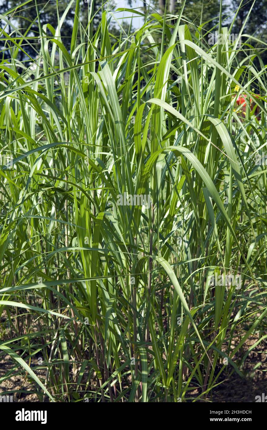 Chines Reeds Giant, Chinese reed, Energy plant Stock Photo - Alamy
