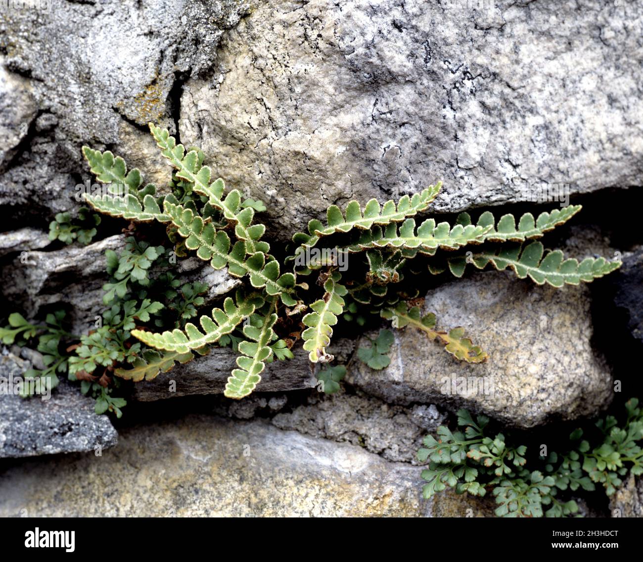 Type fern, Asplenium ceterach Stock Photo