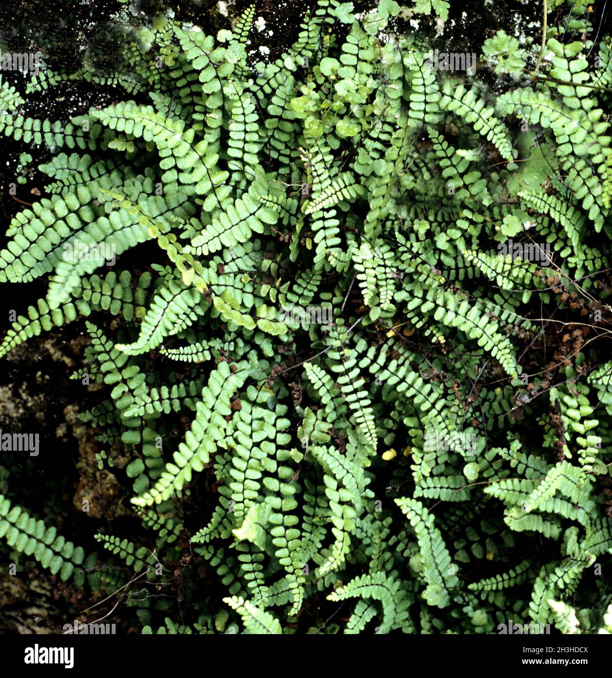 Stroke fern, Asplenium Stock Photo