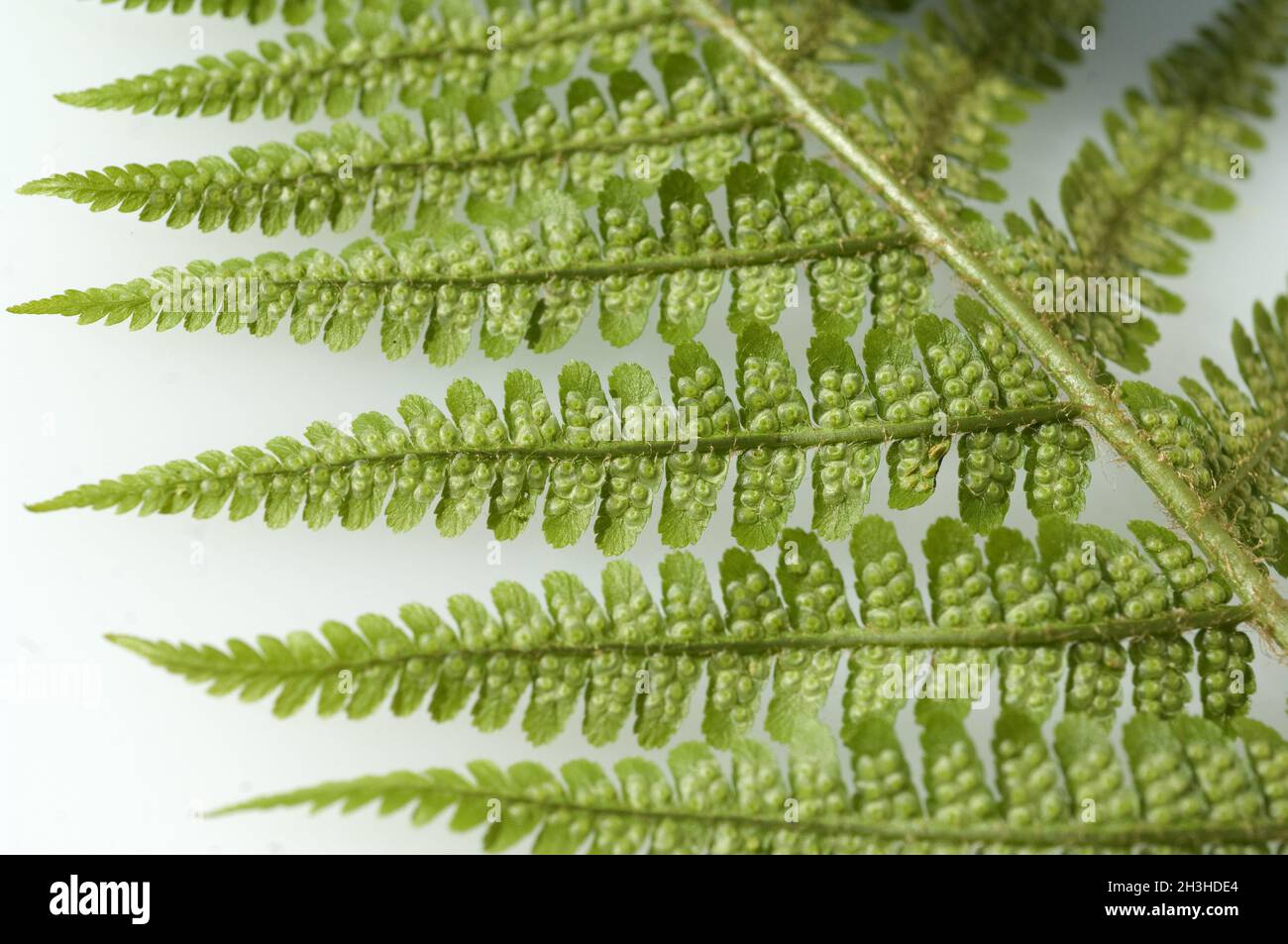 Worm fern; Dryopteris filix-mas Stock Photo