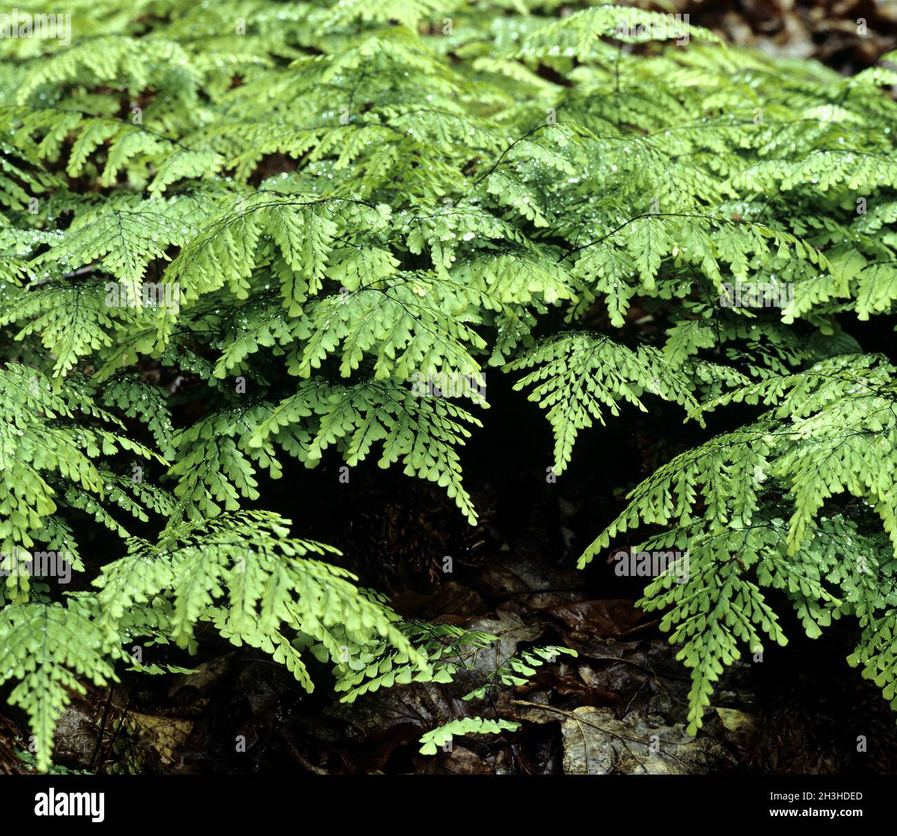 Venus hair fern, Adiatum venustum Stock Photo