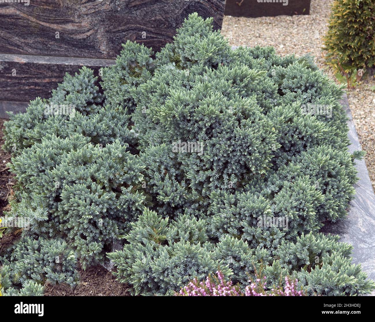 Grave planting, juniper Stock Photo