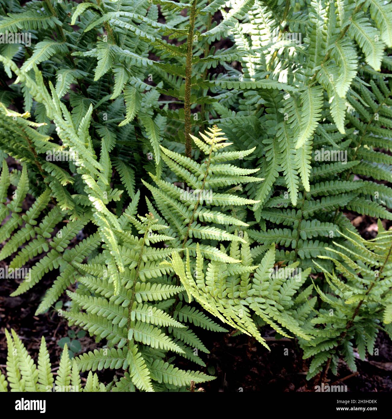 Worm fern, Dryopteris filix-mas Stock Photo