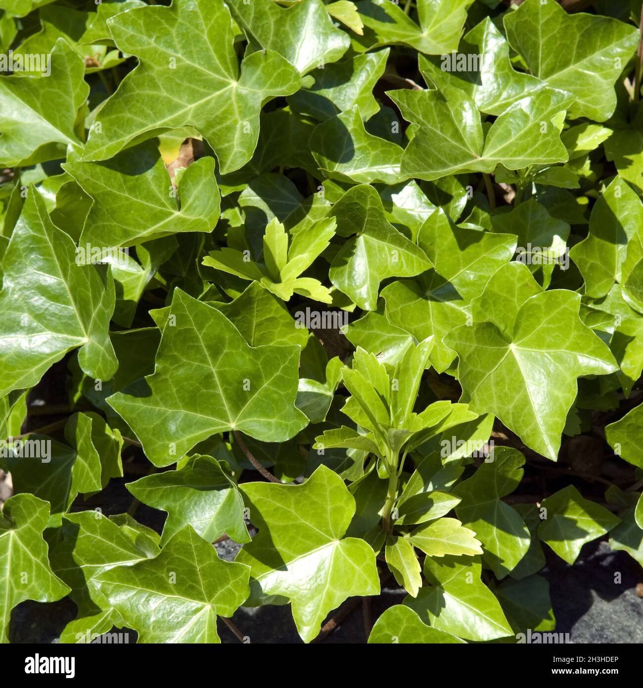Area planting, ivy, poisonous plant, medicinal plant Stock Photo Alamy
