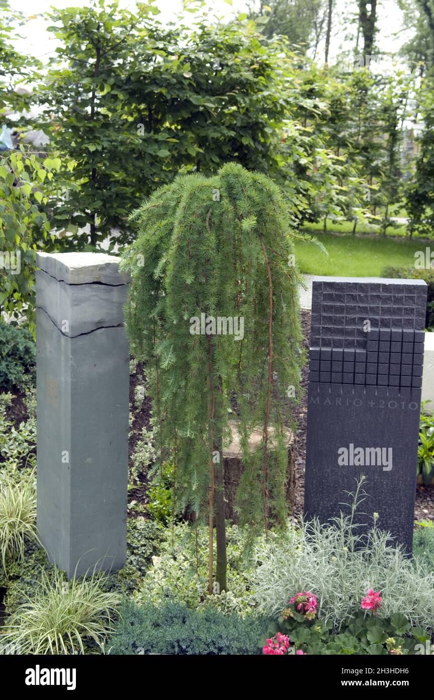 Grave planting, larch, mountain larch, Stock Photo