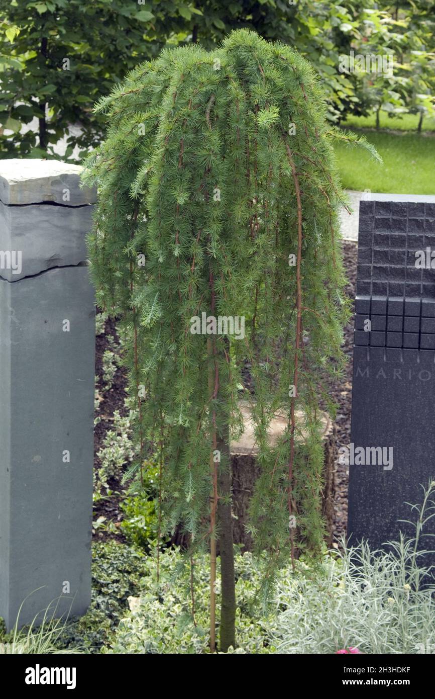 Grave planting, larch, mountain larch, Stock Photo