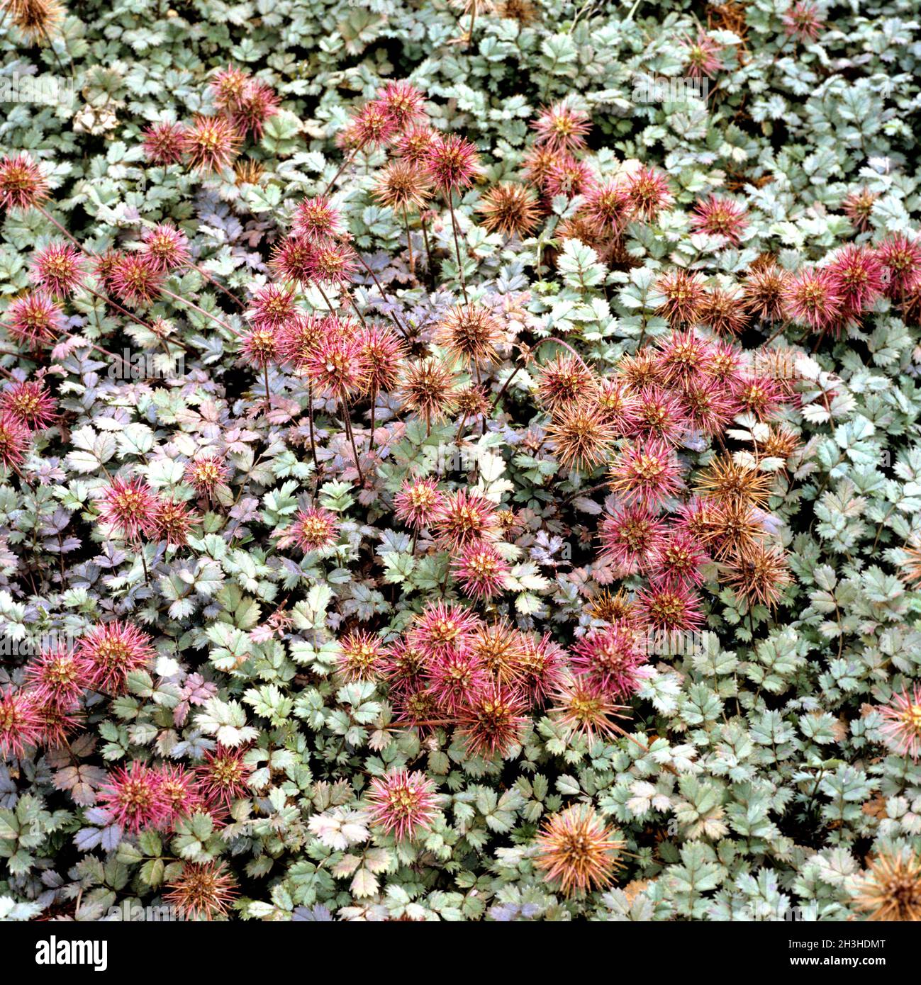 Prickly poupon, Acaena, microphylla, Stock Photo