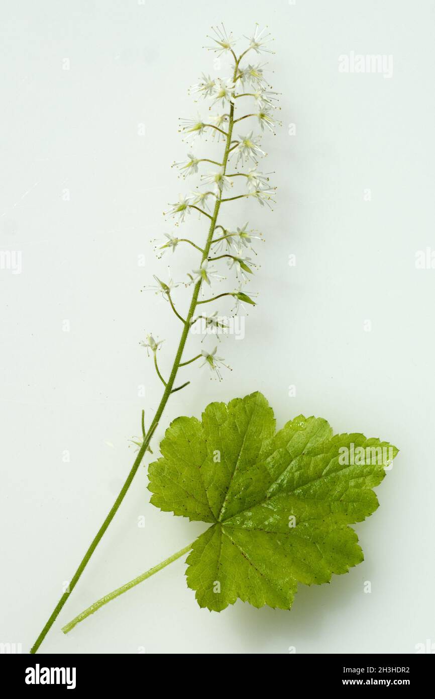 Schaumbluete, Tiarella, cordifolia, Stock Photo