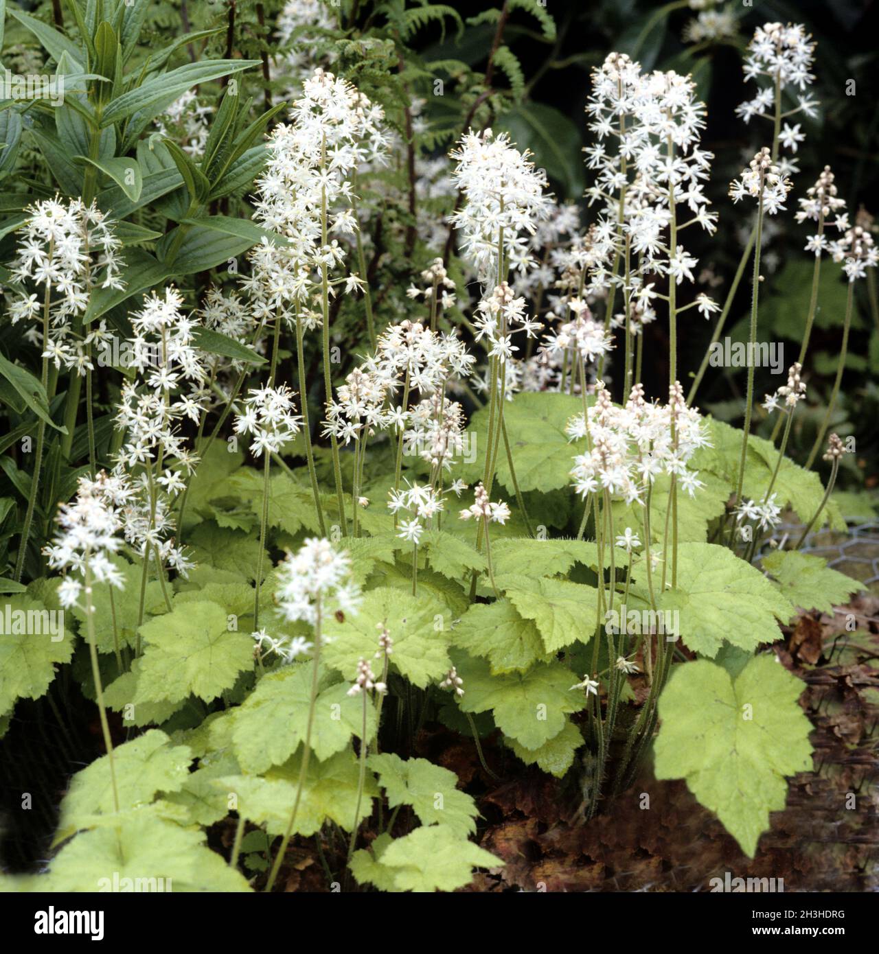 Schaumbluete, Tiarella, cordifolia, Stock Photo