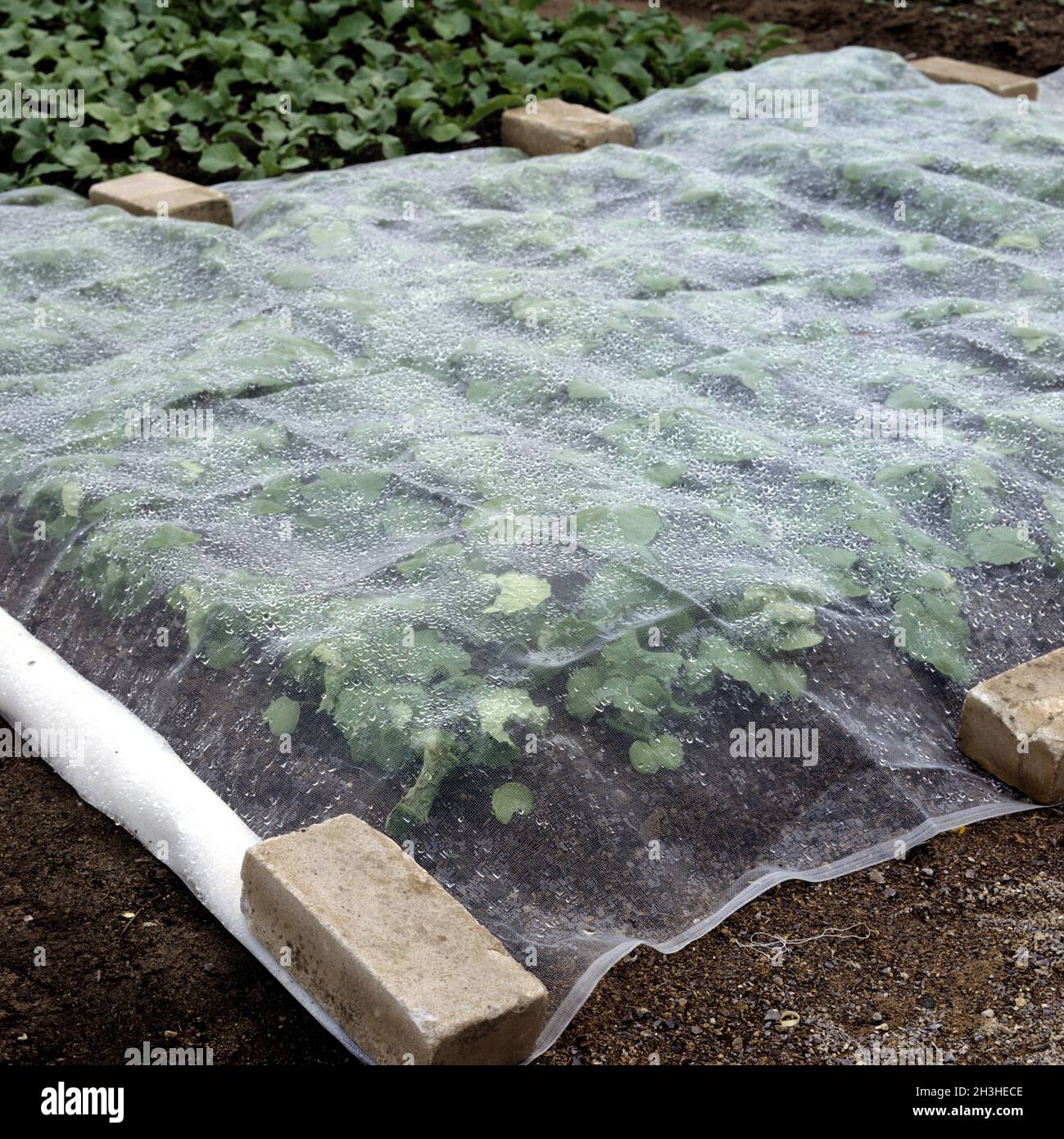 Vegetable bed with fleece cover Stock Photo Alamy