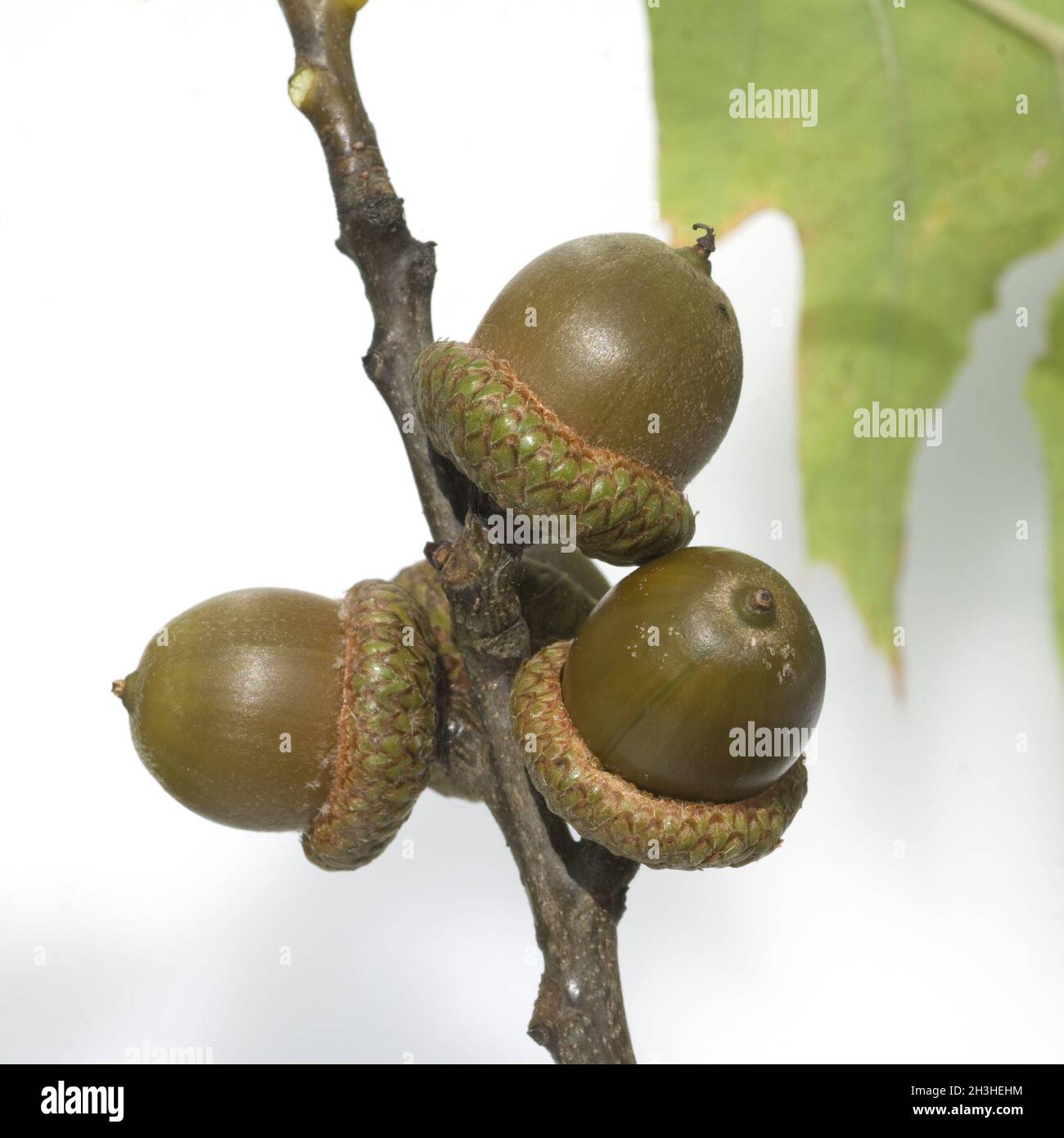 Scharlacheiche, Quercus, coccinea, Stock Photo