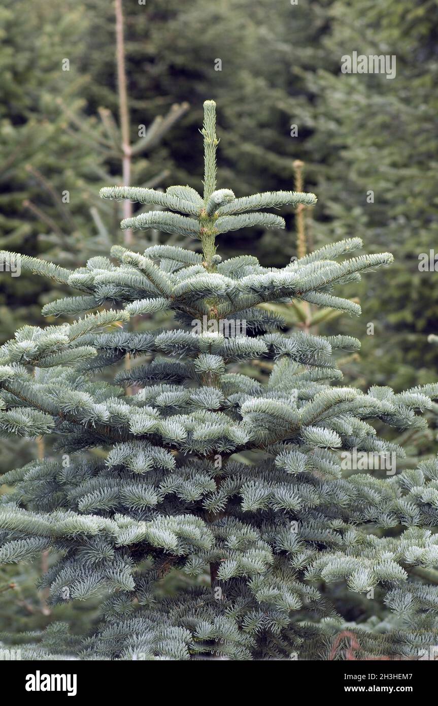 Blue spruce, spruce, picea, pungens, Stock Photo