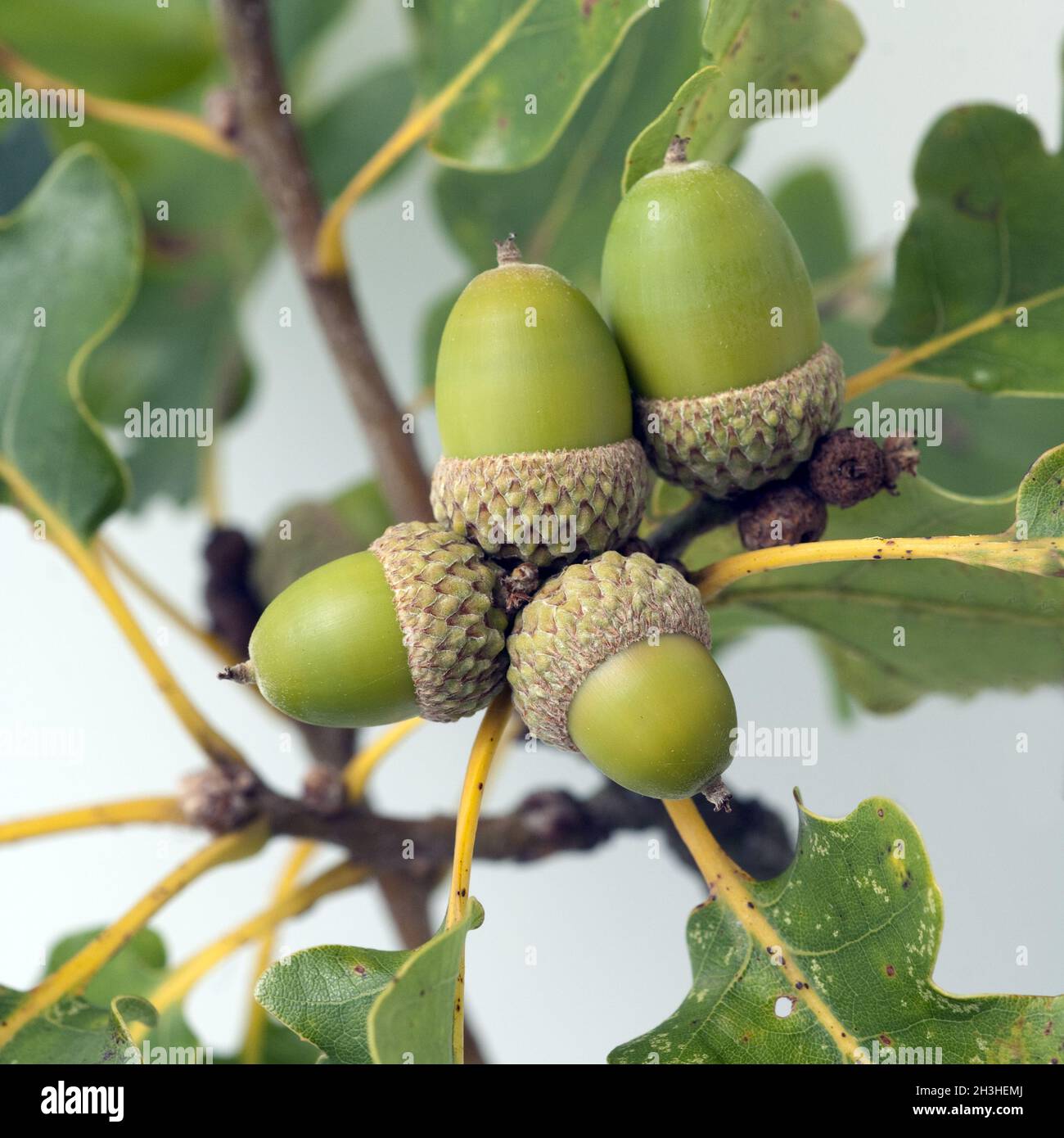 Acorns, fruits, seeds, Quercus, Stock Photo