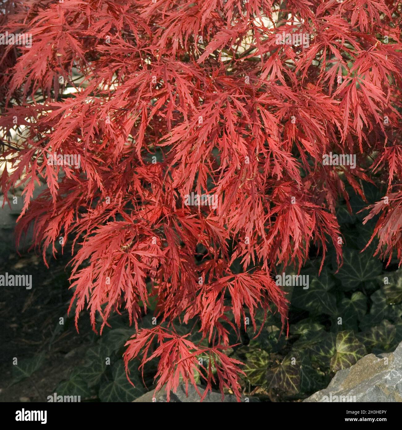 Autumn red maple leaf hi-res stock photography and images - Alamy