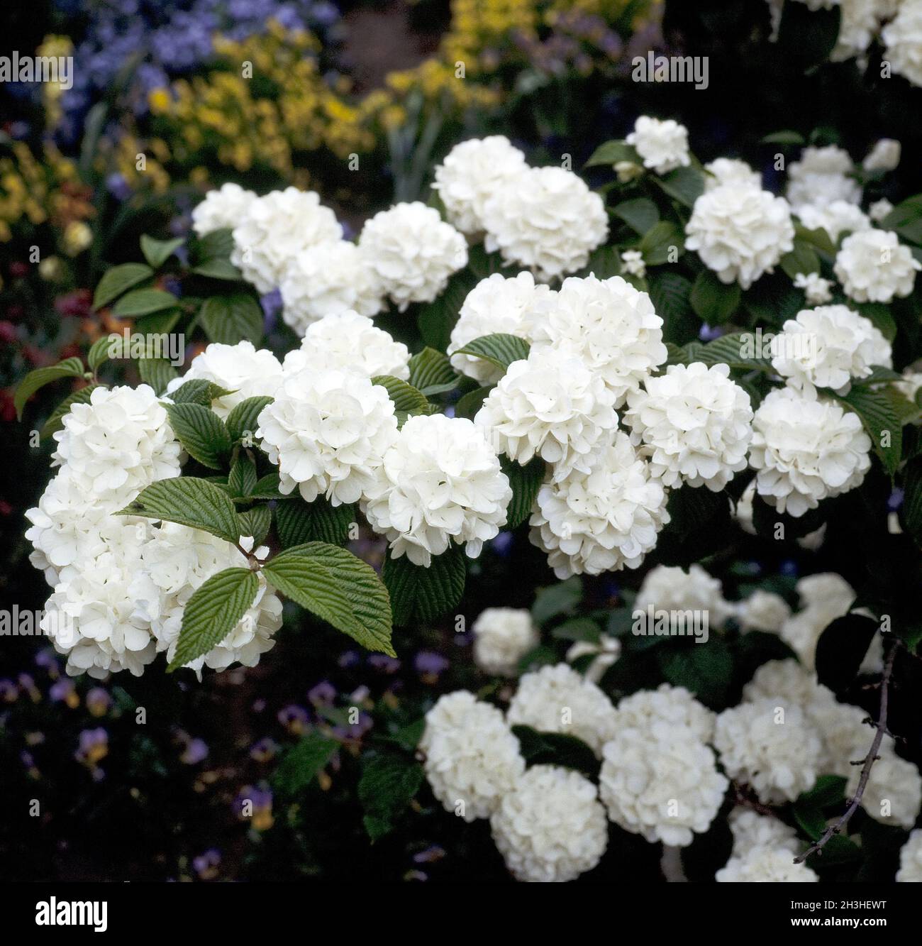 Japanese snowball, Viburnum Stock Photo Alamy