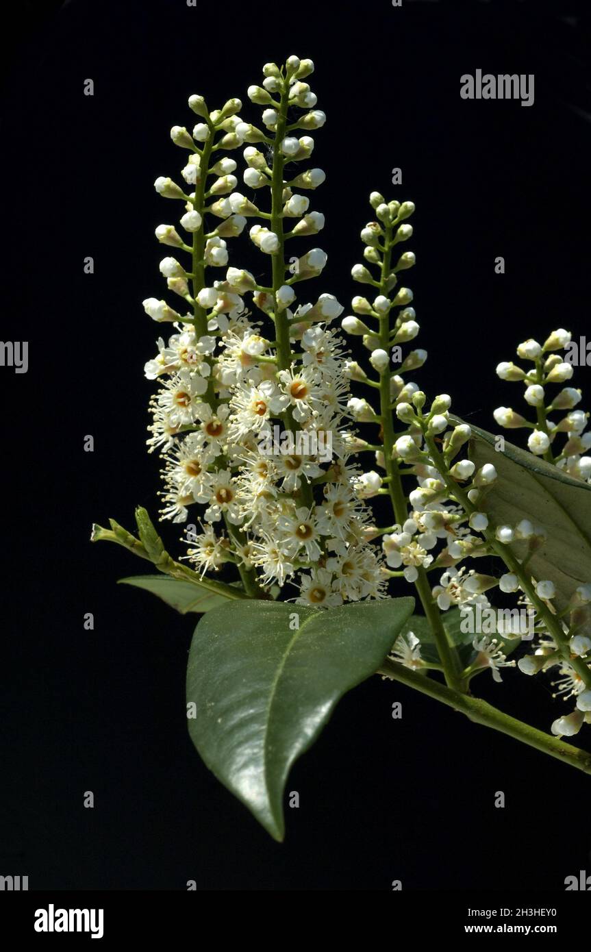 Kirschlorbeer, Lorbeerkirsche, Prunus laurocerasus Stock Photo
