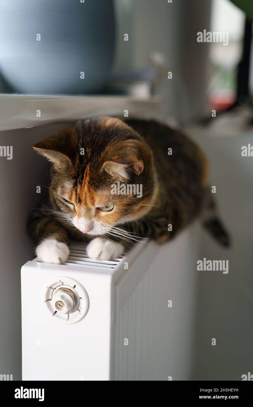 Fluffy cat lying on warm radiator battery. Multi colored kitty feel  comfortable sleep on hot heater Stock Photo - Alamy