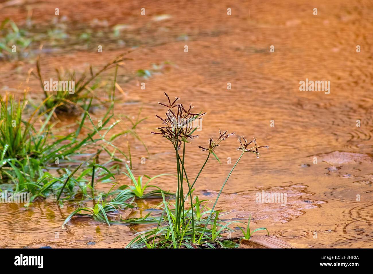 Leaves, Plants and Trees in the Rain Stock Photo Alamy
