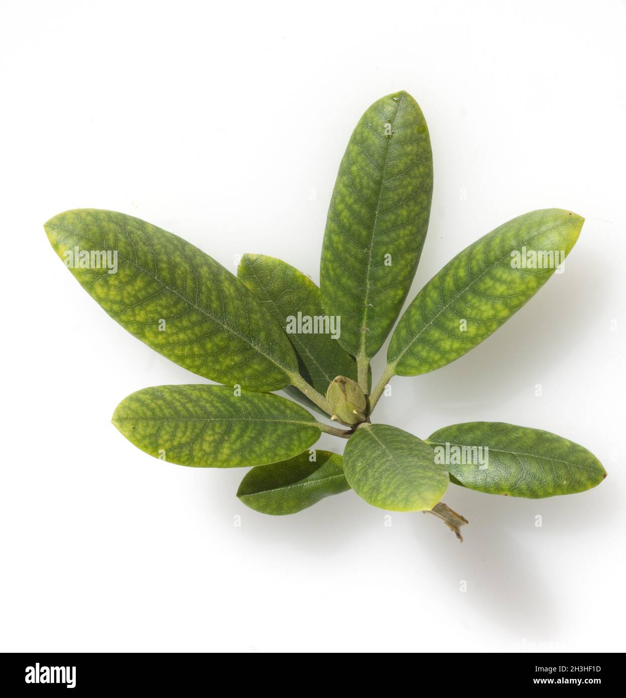 Iron deficiency rhododendron hires stock photography and images Alamy