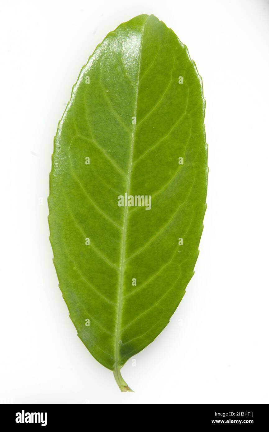 Cherry Laurel Leaf Stock Photo