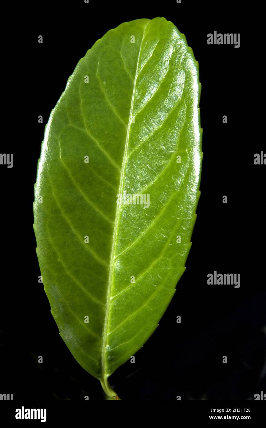 Cherry Laurel Leaf Stock Photo